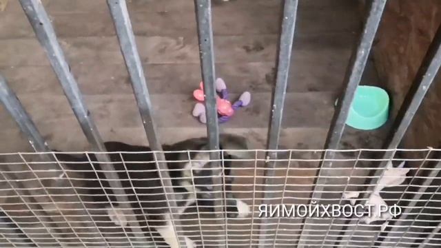 Какого размера вырастет щенок? Один из признаков. смотреть онлайн