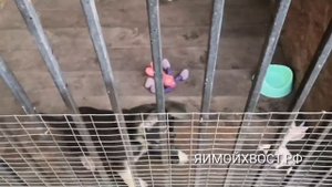 Какого размера вырастет щенок? Один из признаков.