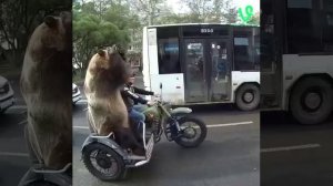 Типичное русское видео. Медведь во главе мото колоны!