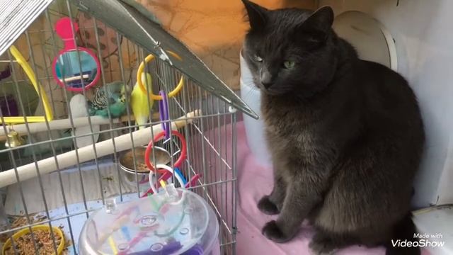 Самый лучший кот ?!!! смотреть онлайн