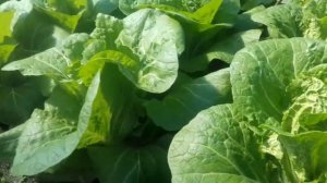 Пекинская капуста. Как сажать.