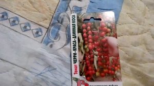 Ознакомление с семенами томата Черри- краса-длинная коса