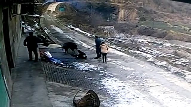 Стоит ли бояться дикого кабана? смотреть онлайн