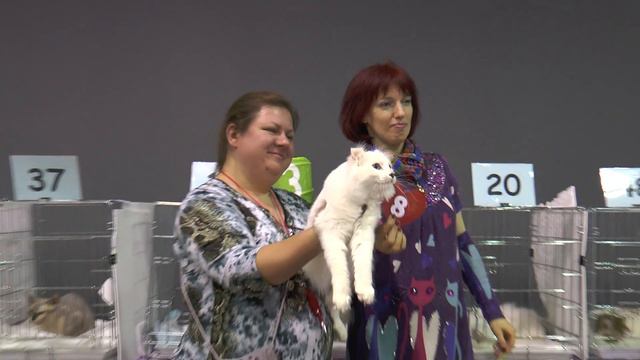 Выставка кошек в Иваново 22 февраля 2016 г.
