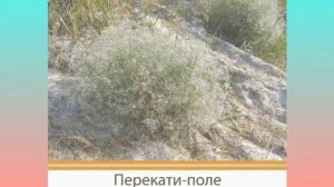 Видеоурок на тему "Зона степей" 4 класс