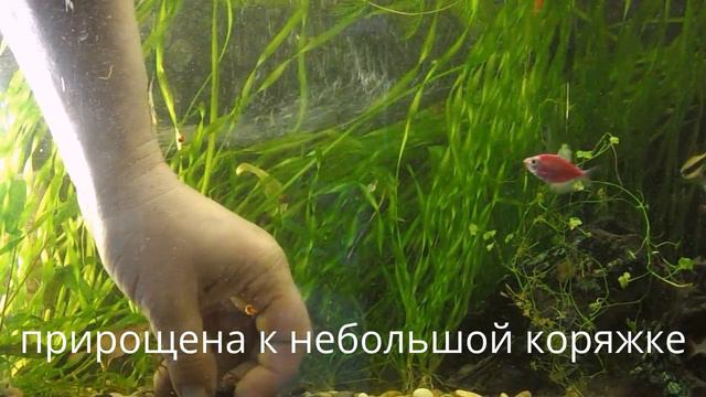 Аквариумный огород 2(посадка растений) смотреть онлайн