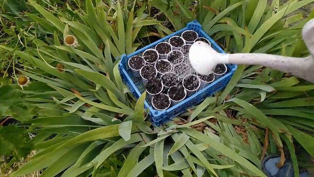 Всё об укоренение клубники,тонкости нюансы.Какие усы брать на укоренение.
