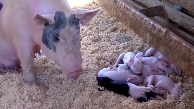 Маленькие новорожденные поросята смотреть онлайн