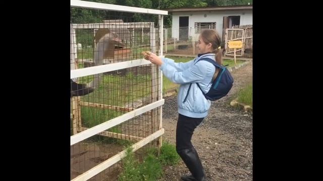Занятия конным спортом смотреть онлайн