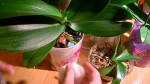 Фаленопсис, уход за листьями.