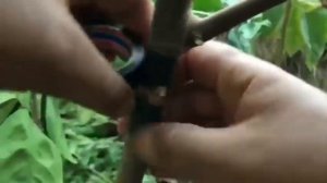 Прививка инжира. Grafting figs.