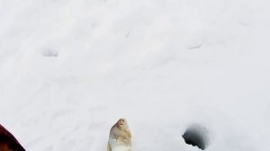 Зимняя рыбалка 2022 . Ловля рыбы на безмотылку ( мормышку). Река Лебедь.