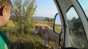 Встреча с львом Филей , или кому сегодня повезет :))