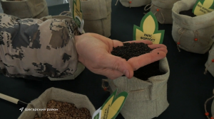 Непогода отодвигает старт посевной кампании