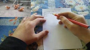?Сколько можно заработать на куриных яйцах. Бизнес на курицах несушках.