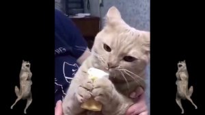 Cat eating ice cream/ Приколы/ Кот ест мороженое || International cats