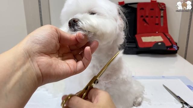 얼굴 털 조금 잘랐을 뿐인데 아기 강아지 된 순심이 😮💗