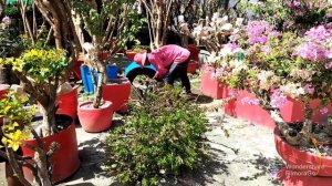 CHANGE POT NG GRAFTED BOUGAINVILLEA @RoyaleGardenofBougainvillea