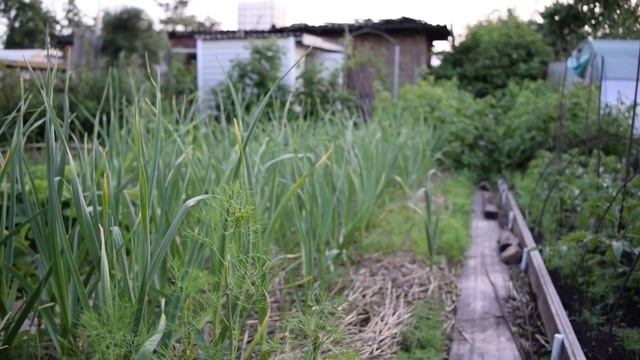 Органическое природное земледелие.