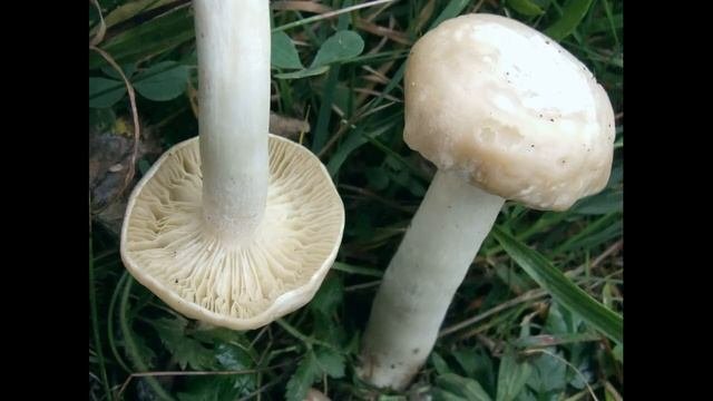 Hygrophorus eburneus