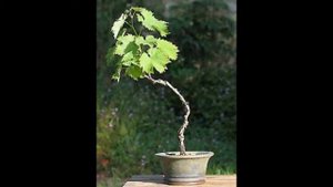Cissus antarctica is often used as a vine in subtropical climates