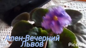 ФИАЛКИ. Ален-Вечерний Львов