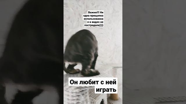 Кот и хвост и прищепка))) #кот #животные #кошки #мейнкун