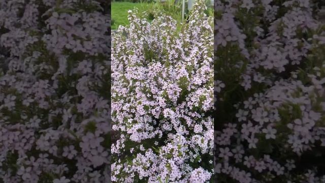 Erica bush in flower, Heather family