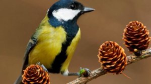 Долгая спокойная детская музыка