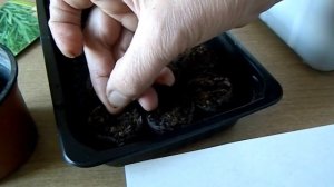 Розмарин Выращивание из семян