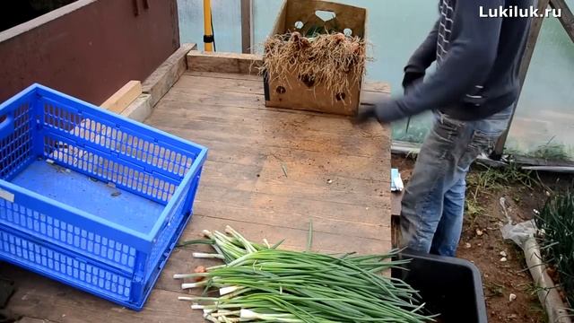 Очистка пера лука перед продажей смотреть онлайн