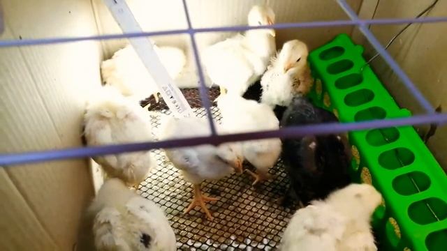 ЦЫПЛЯТА 2 НЕДЕЛИ. ??? смотреть онлайн