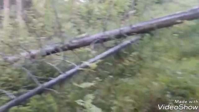 Хозяин леса часть 1. Master of the forest part 1. смотреть онлайн