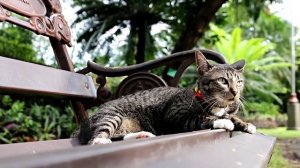 Кошачий стригущий лишай: симптомы, лечение и профилактика