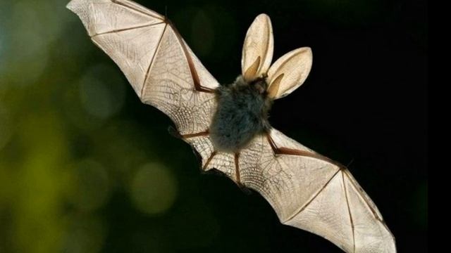 18 мая / Что кушают летучие мыши? смотреть онлайн