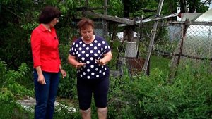 Чтобы жимолость на даче была сладкой нужно всего лишь...