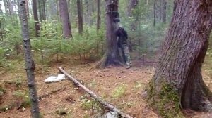 Заготовка кедровой шишки с помощью малогабаритной вибрационной установки