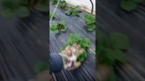 Развитие клубники в тоннелях из агроспана и пленки