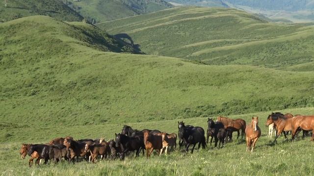 Жеребец и кобылы снова вместе смотреть онлайн