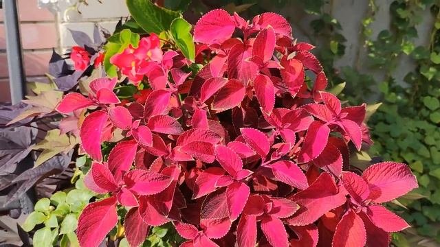 Цветы, которые не буду выращивать в следующем году.