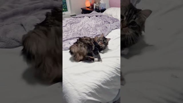 Spinnin’ and Goosin!  #mainecoon #cat #funnycatvideos #catlover #funnycats #catlife #cutecat #kitte