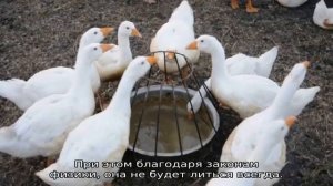 Поилка для утят своими руками