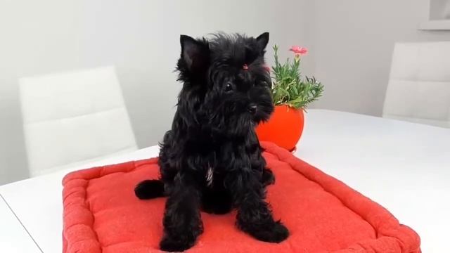 Купить йорка, Черный Йорк, Цветные Йорки, Бивер-йорки, питомник Йорков