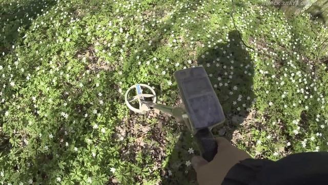 НАШЕЛ поляну с СЕРЕБРОМ! СЕРЕБРО с вензелями XVII век!!! Аукцион! Лот 1,3 кг монет... смотреть онлайн