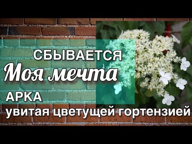 Черешковая гортензия | Формировка подробно шаг за шагом | Hydrangea petiolaris Дневник садовода