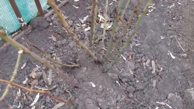 КОГДА ОТКРЫВАТЬ РОЗЫ ПОСЛЕ ЗИМЫ.  УХОД ЗА РОЗАМИ ВЕСНОЙ.