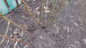 КОГДА ОТКРЫВАТЬ РОЗЫ ПОСЛЕ ЗИМЫ. УХОД ЗА РОЗАМИ ВЕСНОЙ.