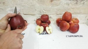 Яблоня Эрован EARLY RED ONE*