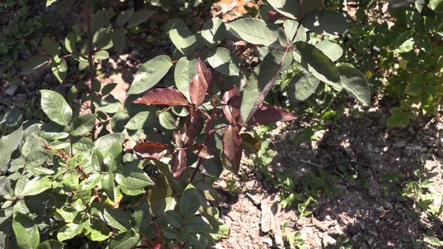 штамбовая роза без прививки, обзор сортов, сезон 2020. питомник роз полины козловой rozarium.biz смотреть онлайн