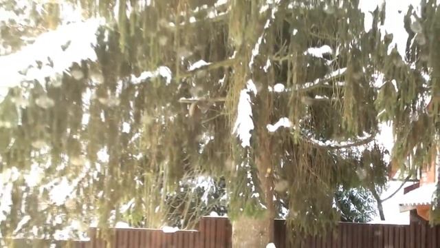 Белки зимой. Сначала закапываем, а потом ищем. смотреть онлайн